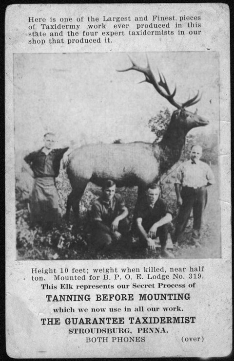 An early advertisement for a Stroudsburg taxidermist.